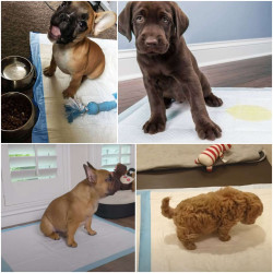 Tréningová podložka pre šteňatá 40x60 cm, 10ks SPRINGOS PA2013