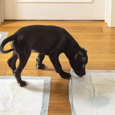 Tréningová podložka pre šteňatá 60x60 cm, 10ks SPRINGOS PA2016