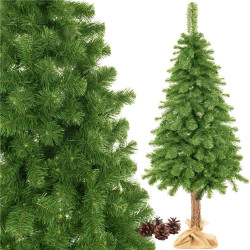 Vianočný stromček Borovica prírodná na kmienku 220 cm