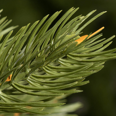 Vianočný stromček Borovica Premium prírodná 220 cm