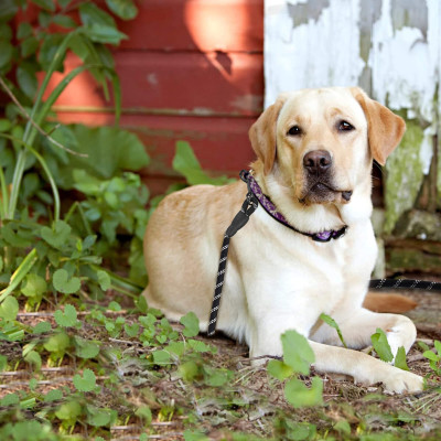 Lanové vodítko pre psa reflexné 5m 50kg SPRINGOS PA0332 čierne