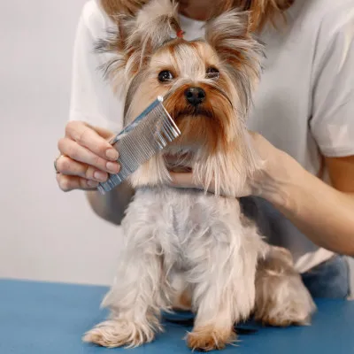 Sada na strihanie psov v púzdre SPRINGOS CUTTY čierna