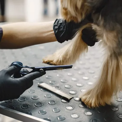 Sada na strihanie psov v púzdre SPRINGOS CUTTY čierna