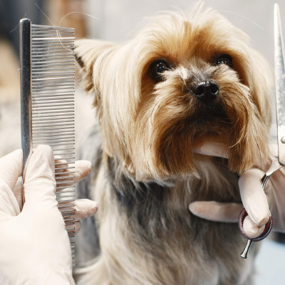 Sada na strihanie psov v púzdre SPRINGOS CUTTY čierna