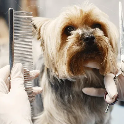 Sada na strihanie psov v púzdre SPRINGOS CUTTY čierna