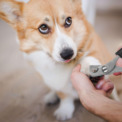 Nožnice na pazúriky SPRINGOS PA0308 čierne