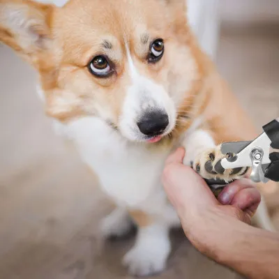 Kliešte na pazúriky SPRINGOS PA0311 čierne