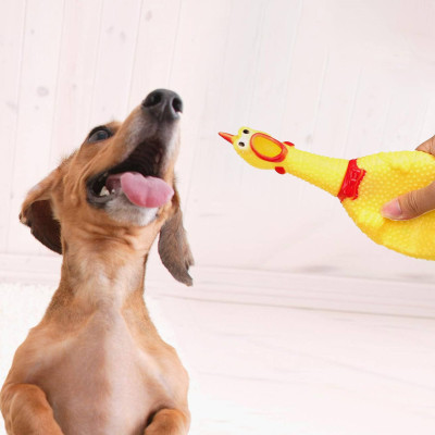 Hračka pre psov - Kurča 37 cm pískacie SPRINGOS PA0272