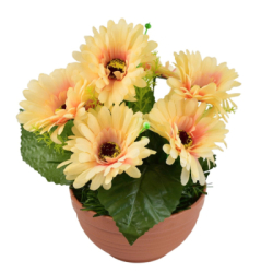 Gerbery v terakotovej miske 7 kvetov 22x24 cm