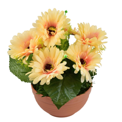 Gerbery v terakotovej miske 7 kvetov 22x24 cm