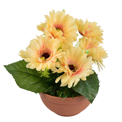 Gerbery v terakotovej miske 7 kvetov 22x24 cm