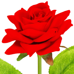 Večná ruža v darčekovom balení SPRINGOS HA7449 červená