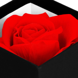 Večná ruža v darčekovom balení SPRINGOS HA7447 červená