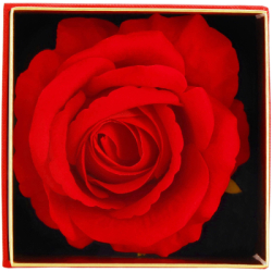 Večná ruža v darčekovom balení SPRINGOS HA7448 červená