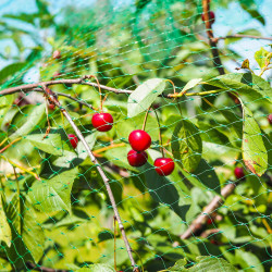 Sieť proti vtákom 5x50 m SPRINGOS AB0001