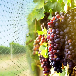 Sieť proti vtákom 10x20 m + 20 kolíkov SPRINGOS AB0003