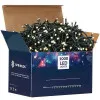 LED svetelná reťaz - 52,5m, 1000LED, 8 funkcií, IP44, teplá biela