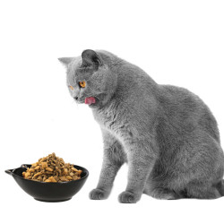 Keramická miska 11x15 cm pre psa / mačku SPRINGOS SIDNEY