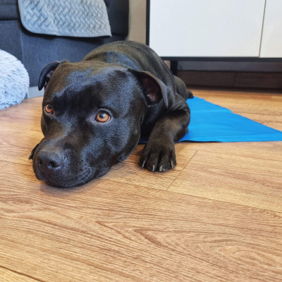 Chladiaca podložka pre psa 40x30 cm, modrá SPRINGOS CHILL