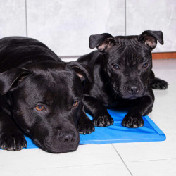 Chladiaca podložka pre psa 40x30 cm, modrá SPRINGOS CHILL
