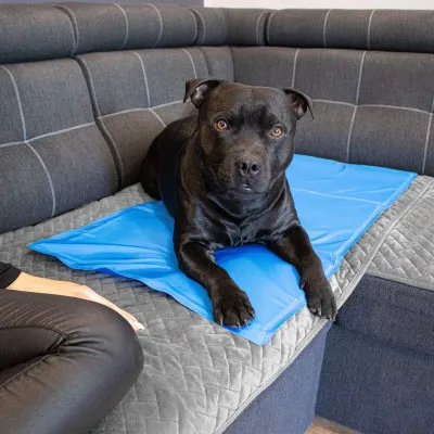 Chladiaca podložka pre psa 40x30 cm, modrá SPRINGOS CHILL