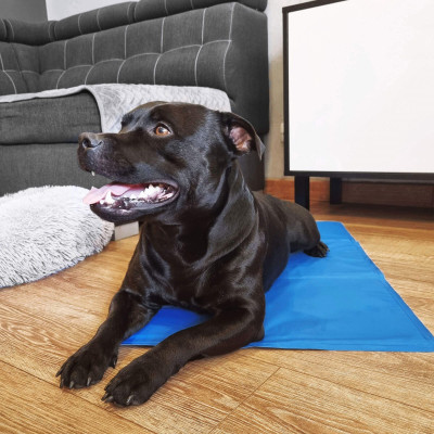 Chladiaca podložka pre psa 40x30 cm, modrá SPRINGOS CHILL