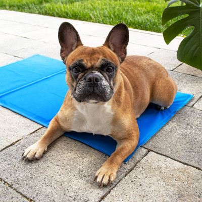 Chladiaca podložka pre psa 40x30 cm, modrá SPRINGOS CHILL